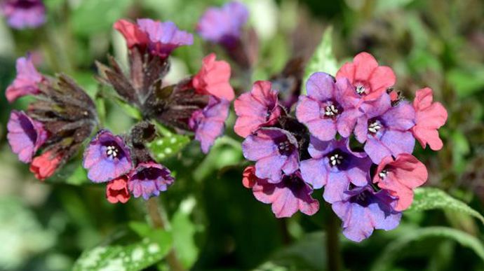 04.…/… Pulmonaria saccharata ‘Silver Bouquet'. Elle se distingue par sa très belle floraison printanière (mars à mai). Plus grandes que la normale, ses fleurs réunies en grappes se démarquent par l'intensité de leur couleur qui passe progressivement du rose au violet. 