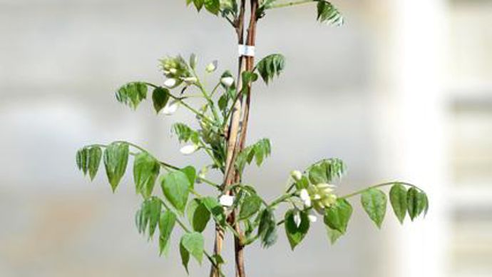 05. Trophée Saint-Jean-de-Beauragard 2013 catégorie grimpantes. Wisteria brachybotrys ‘White Silk' (photo plan large). Peu courante, cette glycine se caractérise par son feuillage gris soyeux qui lui a valu son nom. (Exposition : soleil, mi-ombre. Sol : normal. Rusticité : -20°C. Hauteur : 8 m. Entretien : tailler). Pépinière Philippe Leclercq, 62 138 Billy-Berclau - e-mail : isabelleberclau@hotmail.fr 