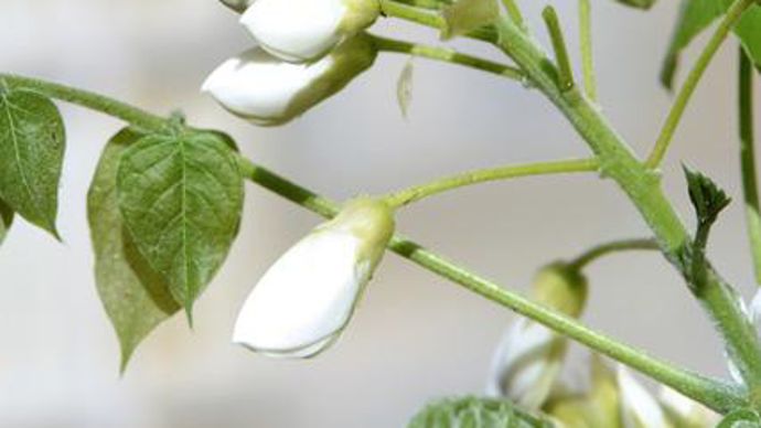 06. …/… Wisteria brachybotrys ‘White Silk'. La taille de ses boutons floraux est plus grande que la normale. Parfumée et remontante, elle fleurit au printemps (mi-avril à mi-mai) en grappes de belles fleurs blanches parfumées, non retombantes mais bien dressées, contrairement à la plupart des glycines.
