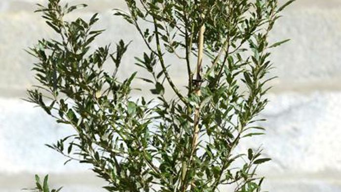 07. Trophée Saint-Jean-de-Beauragard 2013 catégorie arbres et arbustes. Quercus x hispanica ‘Waasland Select' (photo plan large). Originaire de l'arrière-pays provençal, ce chêne a fait l'objet d'un travail de sélection à l'arboretum belge Waasland. Avec sa croissance rapide et sa capacité à accepter la taille, il sera idéal en pot, palissé contre un mur, dans les haies taillées ou en brise-vent. Un sujet idéal pour donner un air méditerranéen à tous les jardins. (Exposition : soleil. Sol : terre ordinaire. Rusticité : -20° C. Taille : 10-15 m, supporte bien la taille). Pépinière Jardins en marche, 23 400 Saint-Dizier-Leyrenne - www.jardins-en-marche.fr 