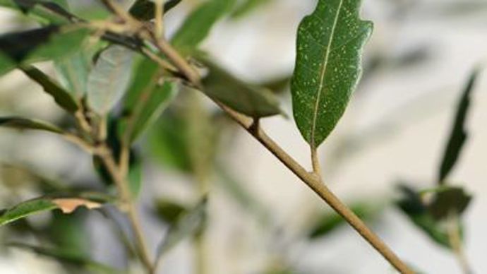 08.…/… Quercus x hispanica ‘Waasland Select'. Il présente des feuilles étroites et dentées au revers argenté : leur couleur et forme évoquent l'olivier. Il a prouvé une excellente résistance naturelle au froid.  