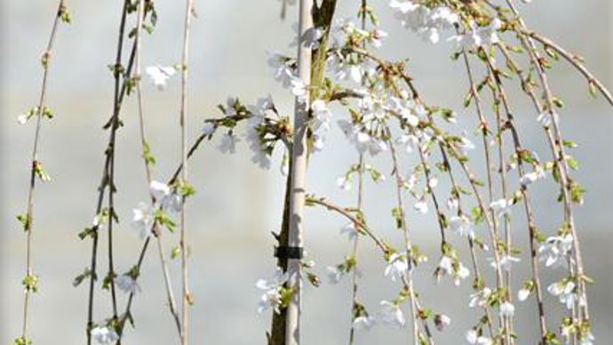 09. Prix de la presse. Prunus incisa ‘Frilly Frock'(photo plan large). Cette toute nouvelle obtention anglaise, proposée pour la première fois en France, en exclusivité par Franck Sadrin, est le premier cerisier à fleurs avec un feuillage véritablement panaché : des feuilles vertes ourlées de crème qui se parent d'orange et de rose à l'automne. (Exposition : soleil. Sol : ordinaire, drainé. Rusticité : -25°C. Taille : 2-3 m x 2-3 m, idéal pour petits jardins). Pépinière Un Jardin au Mont-Blanc, 74 700 Domancy - www.unjardinaumontblanc.com 