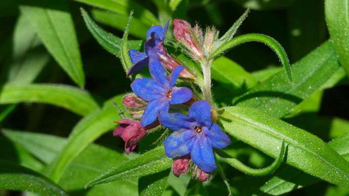 Grémil pourpre bleu : détail sur les fleurs.