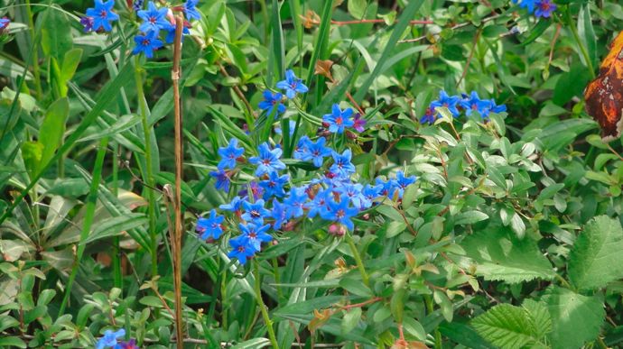 Le grémil pourpre bleu en conditions naturelles.