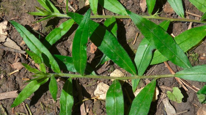 Grémil pourpre bleu : tiges stériles rampantes.