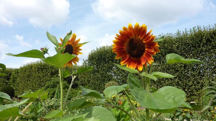 Helianthus annuus 'Soraya', de Benary.