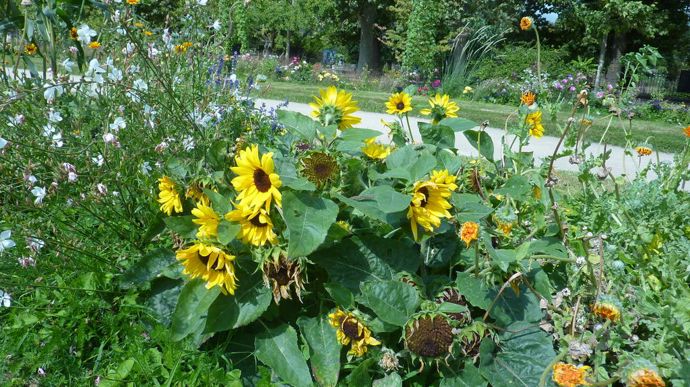 Helianthus annuus 'Sunray', de Burpee.