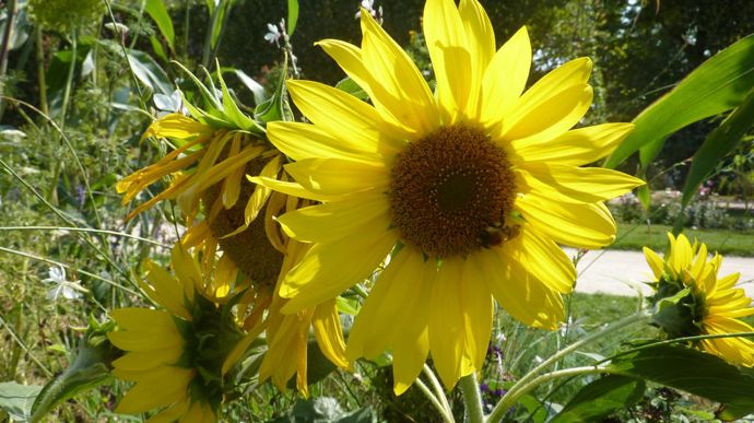 Helianthus annuus nain 'Royal', jaune au cœur clair, d’Econseeds.