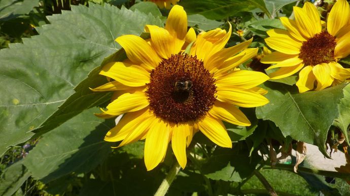 Helianthus annuus 'Orange Mahogany', de Suttons.