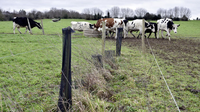 Benoit Nicolas a replanté des haies dans cette parcelle de 8 ha afin d’y délimiter six paddocks de pâturage. Stockage de carbone, habitat pour la biodiversité, effet filtre des prairies pour la qualité de l’eau : il estime que son système est vertueux pour l’environnement.