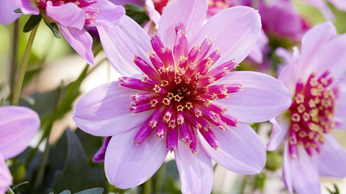 Dahlia Dalina® ‘Maxi Starburst’ Pink.