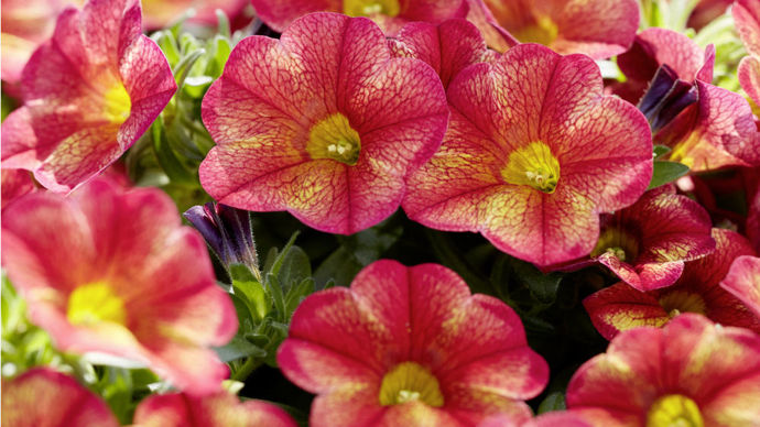 Calibrachoa ‘MiniFamous’ Uno Bakari.