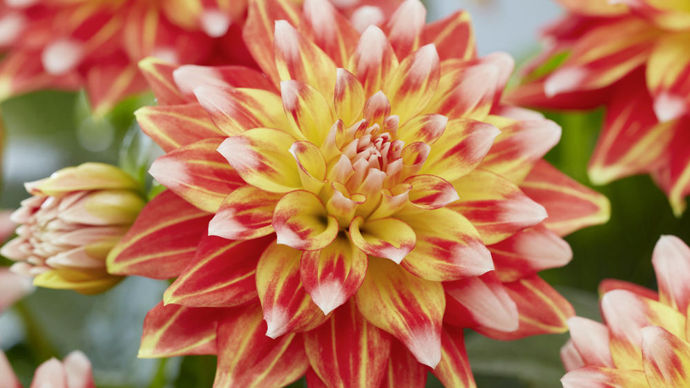 Dahlia ‘Hypnotica’ Candy Corn.