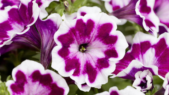 Petunia ‘Painted Love’ Purple.