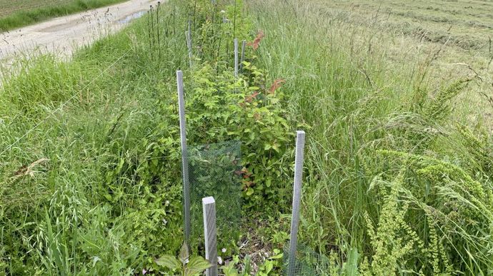Deux haies en double rangée large de 80 cm. Elles suivent deux principes : une composition en 3 strates et un plant tous les mètres. La plus haute strate est constituée d’arbres (érables planes, charmes et des mûriers blancs), à raison d’un plant sur huit sur la ligne et un plant sur quatre en quinconce sur les deux lignes. Les arbustes à croissance rapide forment la deuxième strate avec surtout des sureaux, des érables champêtres et des pruniers myrobolan (trois plants regroupés tous les 16 m sur la ligne). La strate la plus basse est faite d’essences buissonnantes telles que des églantiers, des noisetiers hybrides, des amélanchiers et des cornouillers sanguins. Elles sont plantées dans les espaces vides. A terme, ces deux haies seront épaisses de 3 à 4 m, entretenues mécaniquement à l’épareuse. Une journée de débroussaillage par an est également indispensable.
