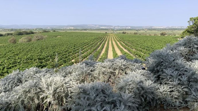 Autour du site, la vigne est omniprésente et les lieux ont avant tout été un domaine viticole.