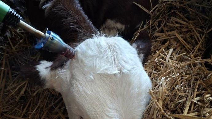 L'ébourgeonnage consiste à couper l'alimentation sanguine du cornillon. Le brûle-corne à gaz est considéré comme l'outil le plus efficient pour nos deux vétérinaires interrogés.