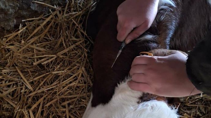 Au delà de 4 semaines d'âge, il est obligatoire de réaliser une analgésie (anti-inflammatoire) et une anesthésie locale ou générale.