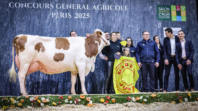 Pamela au Gaec Millet Mickael et Caroline, championne adulte de la race montbéliarde du Concours général agricole au Salon de l'agriculture de 2025.