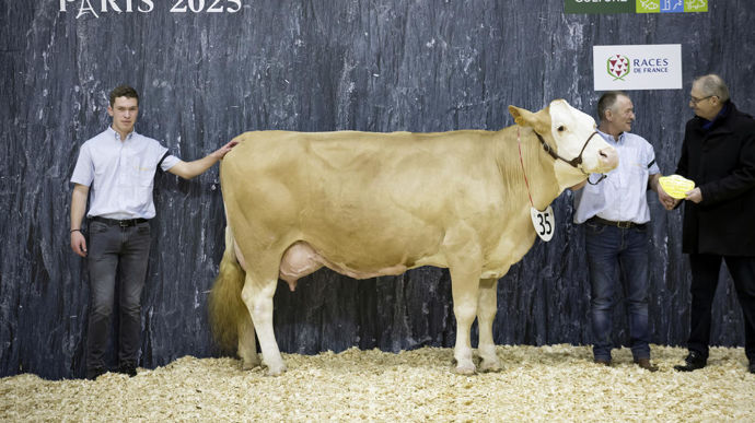 Gourmande au Gaec Chassany, championne adulte de la race simmental du Concours général agricole au Salon de l'agriculture de 2025.