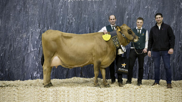 Meije au Gaec de Consortage, championne adulte de la race tarentaise du Concours général agricole au Salon de l'agriculture de 2025.