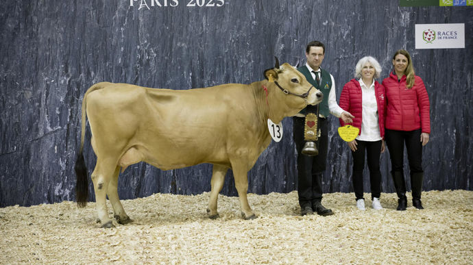 Roxy au Gaec des Sabots de venus, championne jeune de la race tarentaise du Concours général agricole au Salon de l'agriculture de 2025.