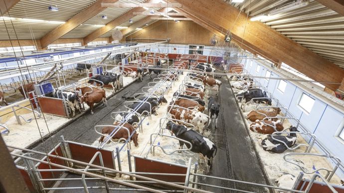 Brosse à vache pivotante, ventilation, intelligence artificielle pour la détection des maladies... DeLaval a fait de la Ferme Hamra une véritable vitrine pour ses produits.