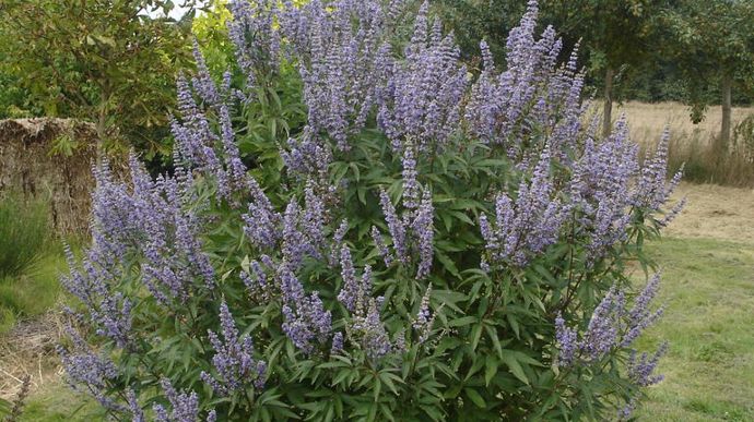 Vitex agnus castus Latifolia.