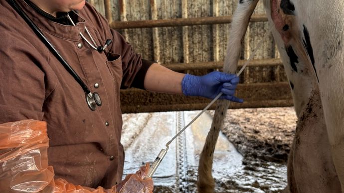 Photo 2 : prélèvement d’urine.