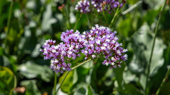 Limonium perezii 'Indie'.