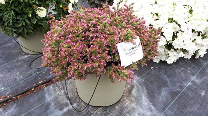 Origanum vulgare 'Deco' Pink.