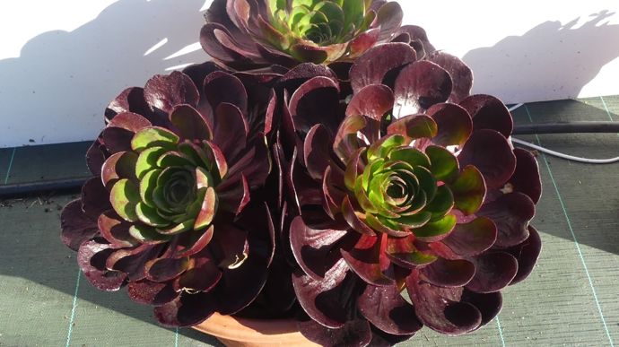 Semponium SURREAL® ‘Destiny’.