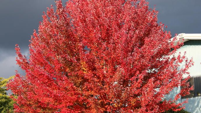 Acer rubrum RedPointe Frank Jr.
