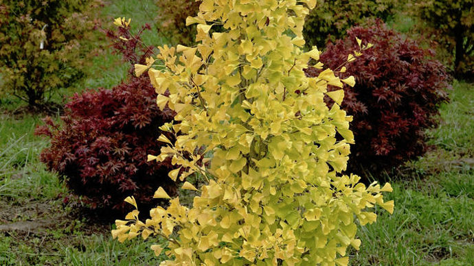 Ginkgo biloba 'Desginb2' fastigiata Gold Flame.