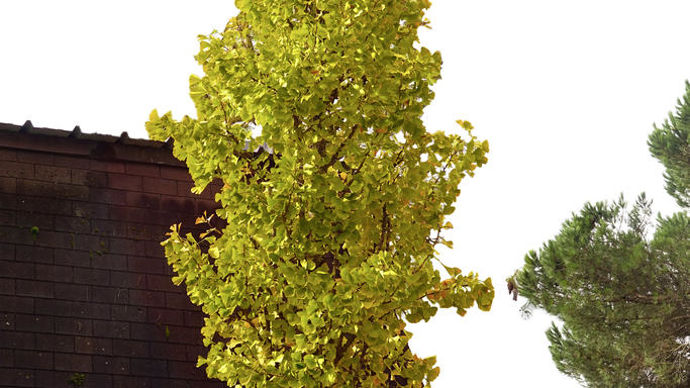 Ginkgo biloba 'Desginb2' fastigiata Gold Flame.