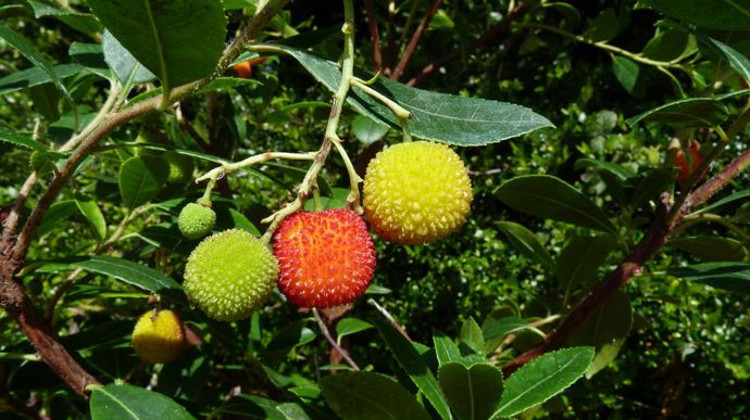 Arbutus unedo 'Levap' Peace and Love.
