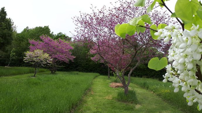 Cercis à l’arboretum de la Petite Loiterie.