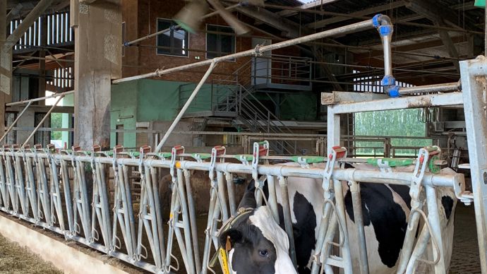 Comme les trois lignes sont alimentées par la canalisation des cornadis, il a fallu créer un coude pour descendre cette dernière à 2,10 m au démarrage de l’espace couloir d’alimentation-logette.