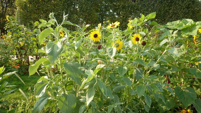 Helianthus argophyllus 'Gold & Silver', de Sahin-Takii, au feuillage argenté.