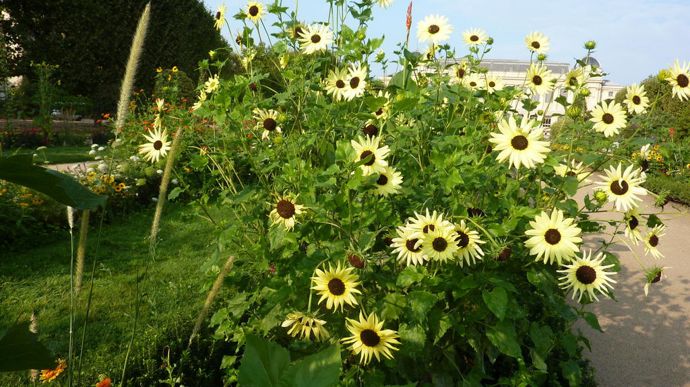 Helianthus debilis 'Italian’ White, de Sahin-Takii, grand tournesol très florifère, à la fleur crème.