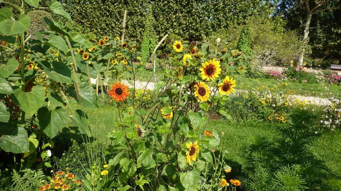 Helianthus debilis 'Soluna Gold’ Bicolore, de Van Hermet, a des petites fleurs et un feuillage lumineux.