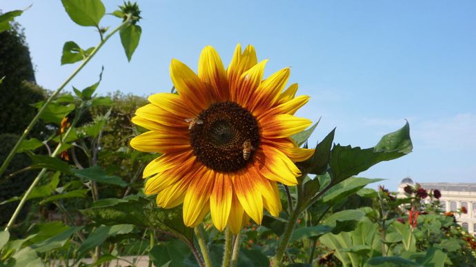 Helianthus annuus 'Autumn Beauty', d’Econseeds, grand tournesol aux coloris tricolores qui porte bien son nom.