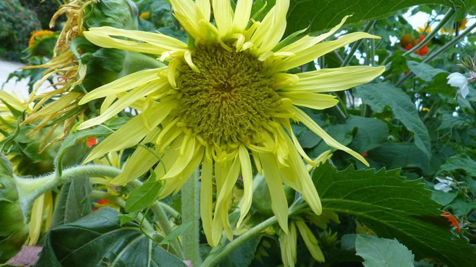 Helianthus annuus 'Lemon Cutie', de Seedsense T & M, tournesol nain aux pétales particuliers.