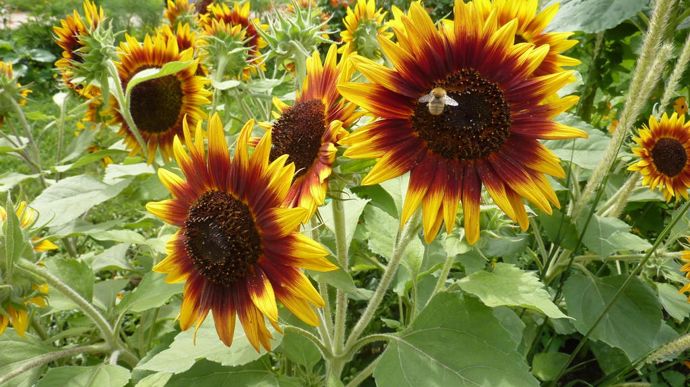 Helianthus annuus 'Ring of Fire', de Benary, grand tournesol aux nombreuses fleurs bicolores.