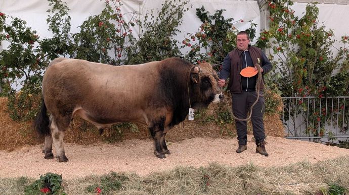 Urbain, du Gaec elevage Deloustal (15), gagne le prix de challenge espoir mâle.