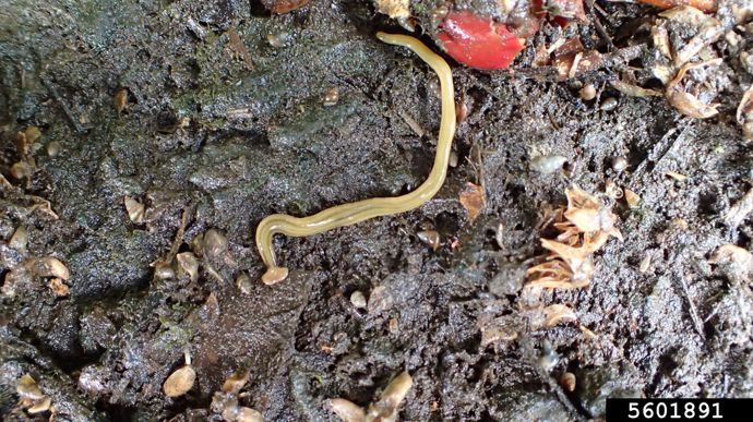 Photo 7 - Le ver plat Bipalium kewense, présent en France depuis plusieurs années, est un prédateur de vers de terre