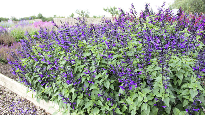 "Salvia" Salgoon® Lake Blueberry (HilverdaFlorist), élue AGM 2023.
