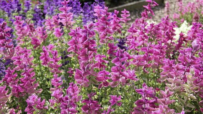 "Salvia viridis" 'Bouquet’ (Suttons), plébiscitée par le public.