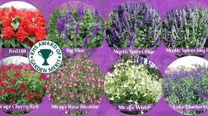 A la suite de l’essai variétal de sauges dans son jardin à Hyde Hall (Royaume-Uni), la Royal Horticultural Society (RHS) a attribué ses awards of Garden Merit (Prix du mérite au jardin).