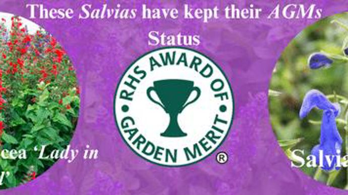 En 2023, "Salvia coccinacea" 'Lady in Red' et "Salvia patens" ont gardé leur statut AGM (award of Garden Merit).